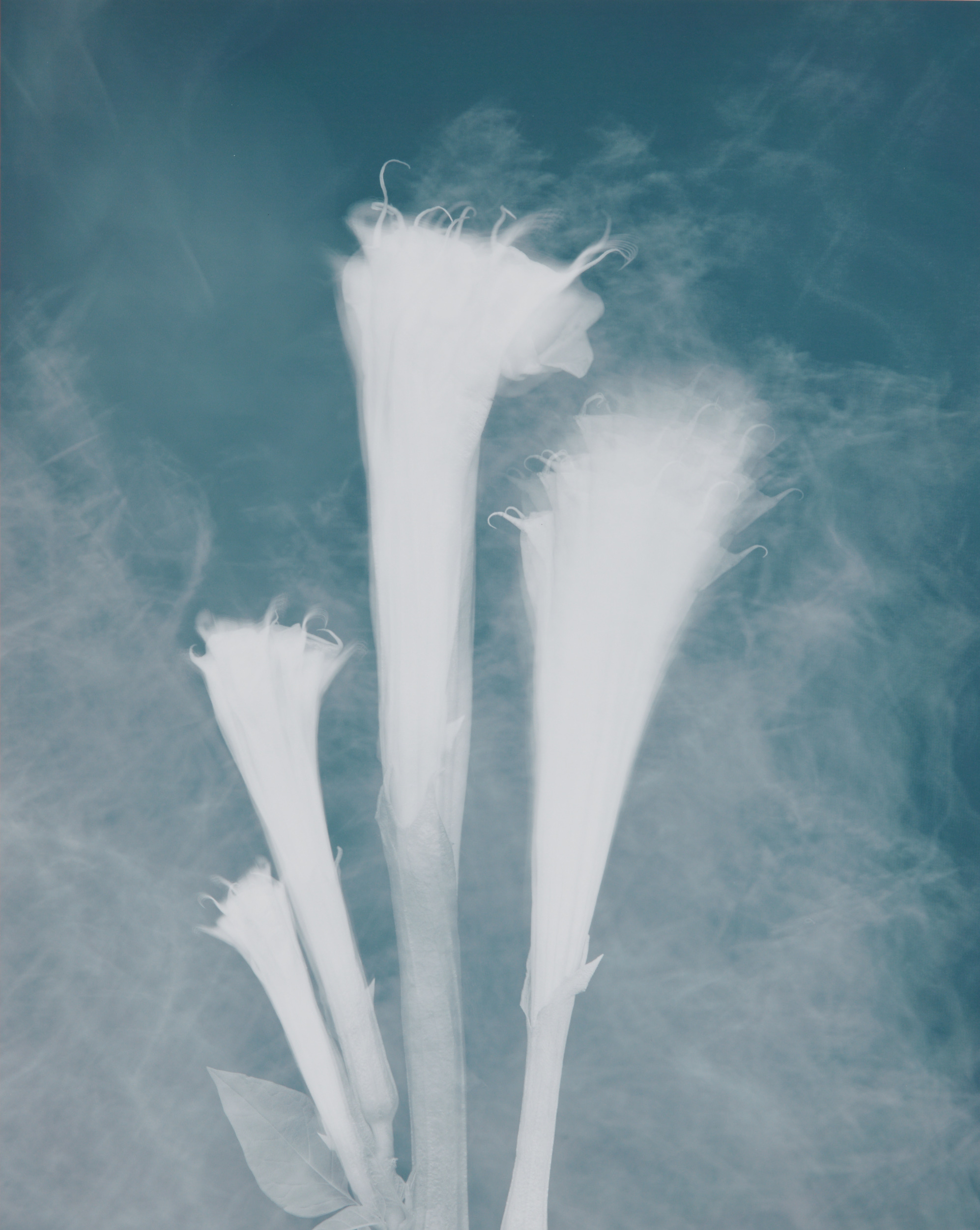 Cyanotype print of trumpet flowers